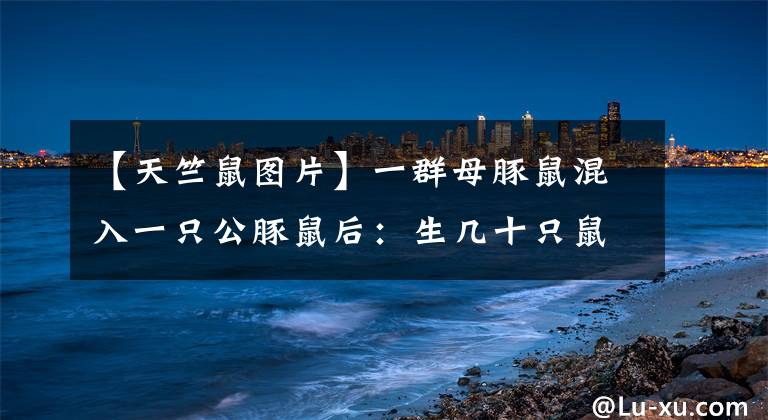 【天竺鼠图片】一群母豚鼠混入一只公豚鼠后：生几十只鼠崽，铲屎官年入几十万