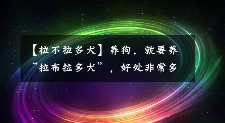 【拉不拉多犬】养狗，就要养“拉布拉多犬”，好处非常多