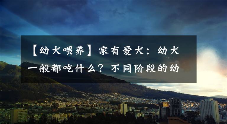 【幼犬喂养】家有爱犬：幼犬一般都吃什么？不同阶段的幼犬喂食方法可以参考