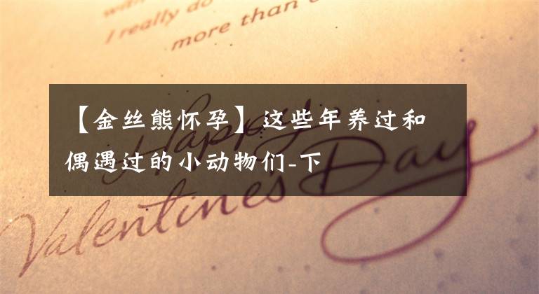 【金丝熊怀孕】这些年养过和偶遇过的小动物们-下