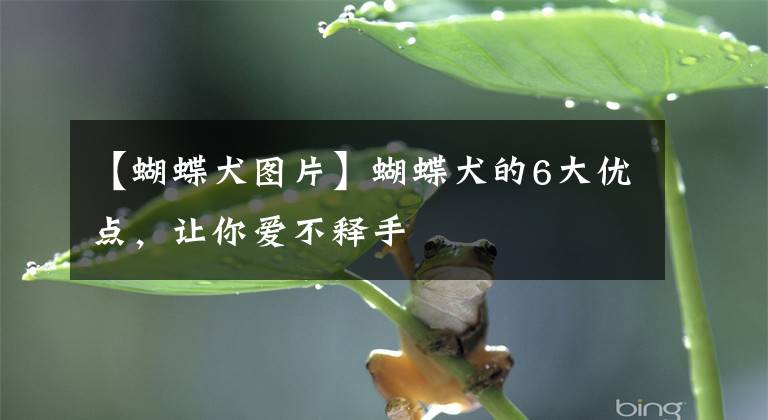 【蝴蝶犬图片】蝴蝶犬的6大优点，让你爱不释手