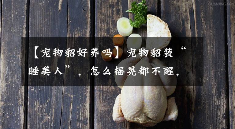 【宠物貂好养吗】宠物貂装“睡美人”，怎么摇晃都不醒，只有主人这么做才肯睁眼