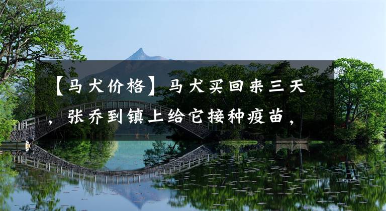 【马犬价格】马犬买回来三天，张乔到镇上给它接种疫苗，需要打四针价格挺合适