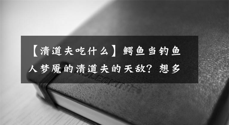 【清道夫吃什么】鳄鱼当钓鱼人梦魇的清道夫的天敌？想多了