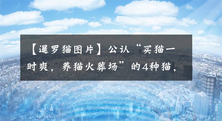 【暹罗猫图片】公认“买猫一时爽，养猫火葬场”的4种猫，劝你想清楚再入手