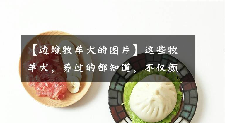 【边境牧羊犬的图片】这些牧羊犬，养过的都知道，不仅颜值高还聪明