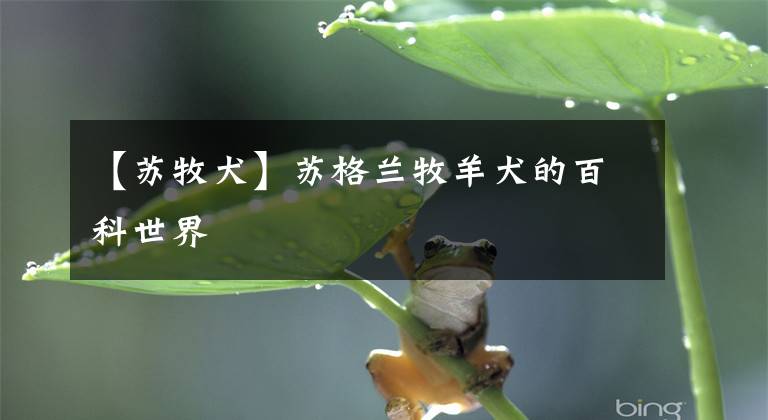 【苏牧犬】苏格兰牧羊犬的百科世界