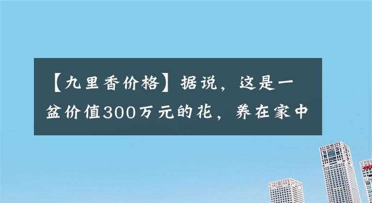 【九里香价格】据说，这是一盆价值300万元的花，养在家中，花香满室，甜蜜久久