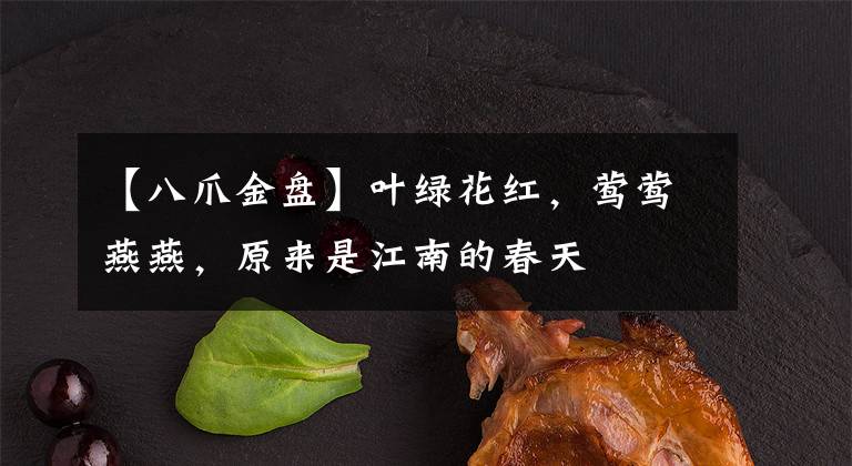 【八爪金盘】叶绿花红，莺莺燕燕，原来是江南的春天