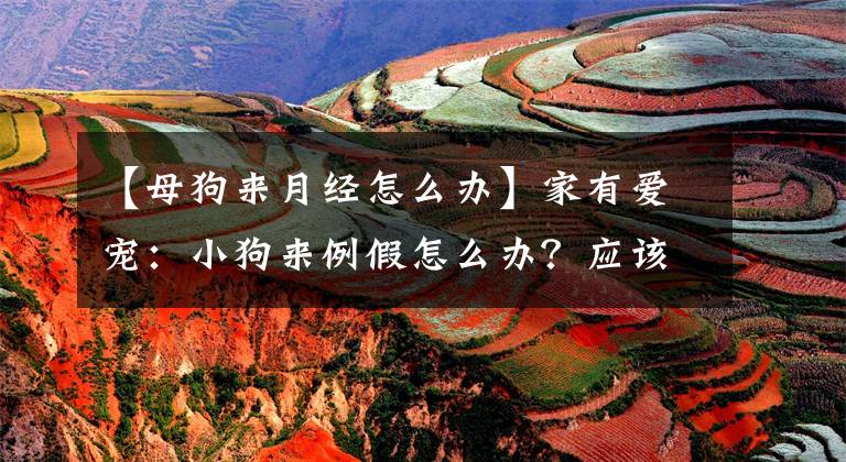 【母狗来月经怎么办】家有爱宠：小狗来例假怎么办？应该怎么护理？