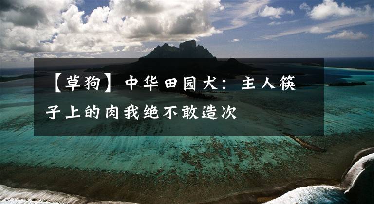 【草狗】中华田园犬：主人筷子上的肉我绝不敢造次