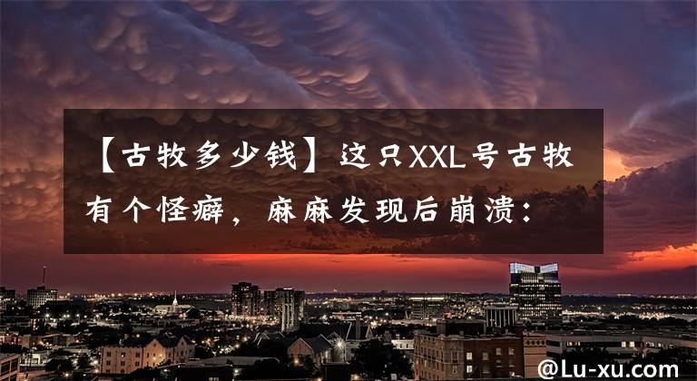 【古牧多少钱】这只XXL号古牧有个怪癖，麻麻发现后崩溃：要破产啦