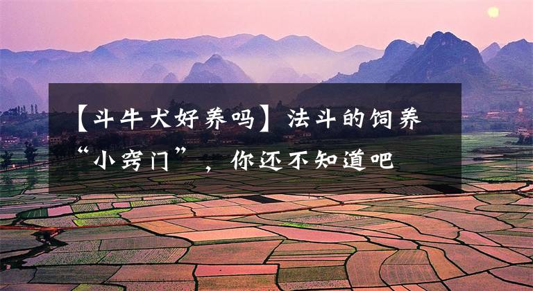 【斗牛犬好养吗】法斗的饲养“小窍门”，你还不知道吧