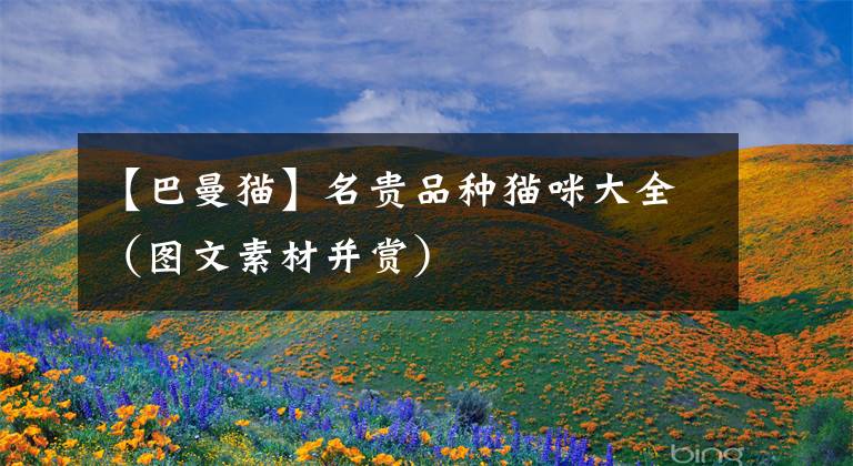 【巴曼猫】名贵品种猫咪大全（图文素材并赏）