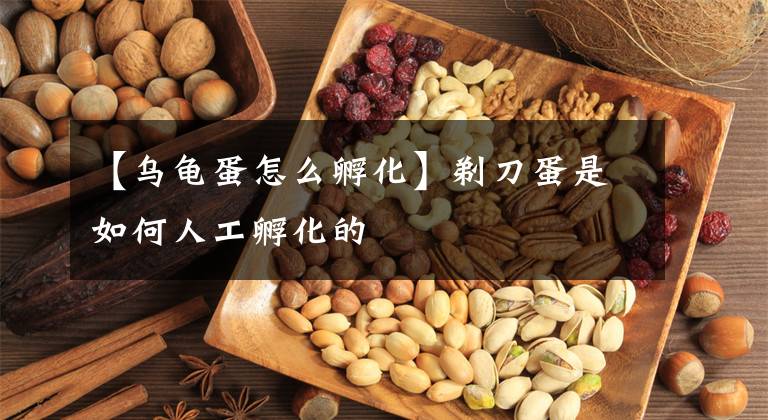 【乌龟蛋怎么孵化】剃刀蛋是如何人工孵化的