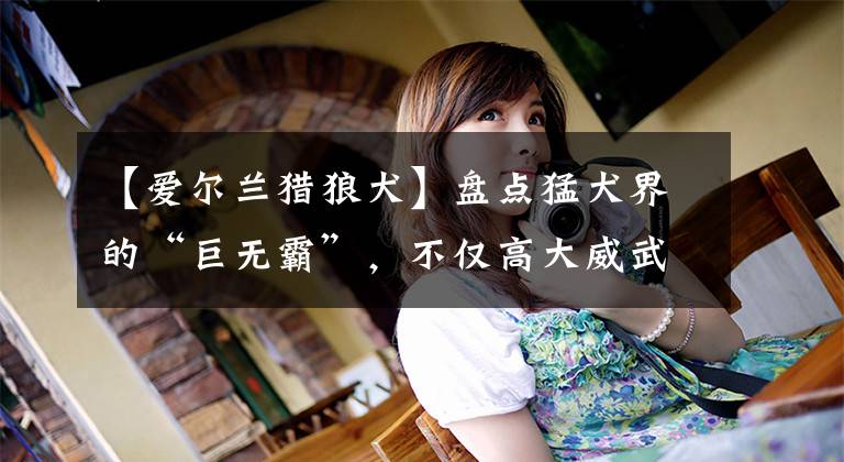 【爱尔兰猎狼犬】盘点猛犬界的“巨无霸”，不仅高大威武，而且实力强悍