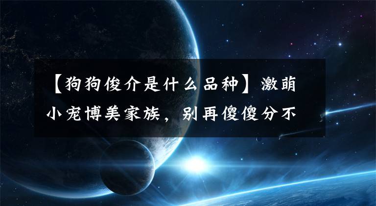 【狗狗俊介是什么品种】激萌小宠博美家族，别再傻傻分不清啦