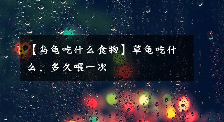 【乌龟吃什么食物】草龟吃什么，多久喂一次