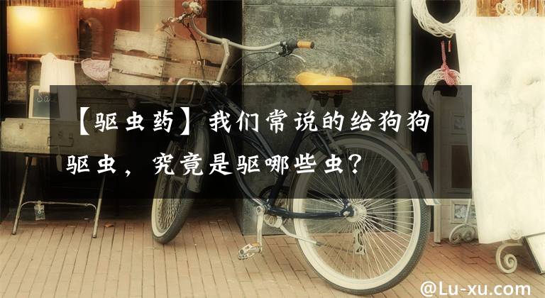 【驱虫药】我们常说的给狗狗驱虫，究竟是驱哪些虫？