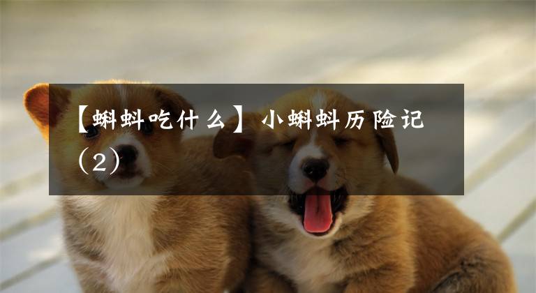 【蝌蚪吃什么】小蝌蚪历险记（2）