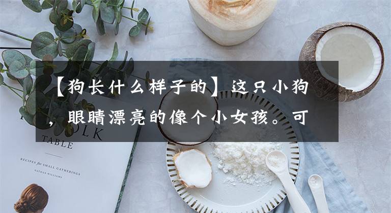 【狗长什么样子的】这只小狗，眼睛漂亮的像个小女孩。可爱的表情谁也拒绝不了