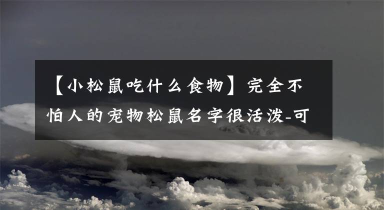 【小松鼠吃什么食物】完全不怕人的宠物松鼠名字很活泼-可爱