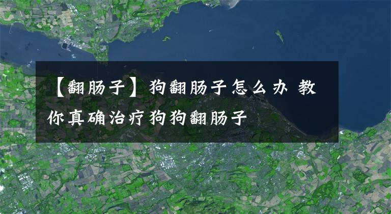 【翻肠子】狗翻肠子怎么办 教你真确治疗狗狗翻肠子