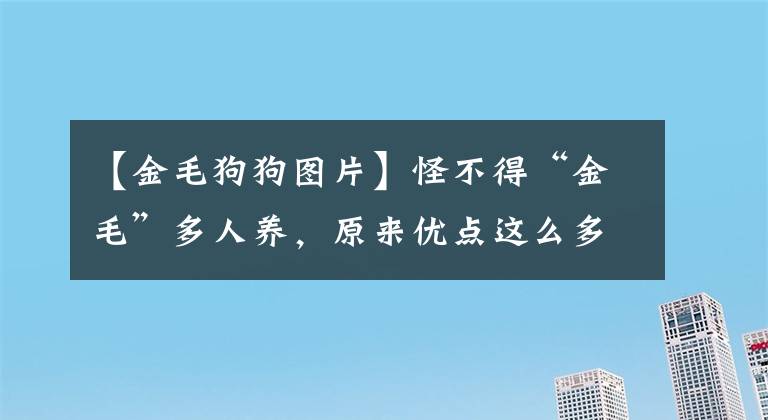 【金毛狗狗图片】怪不得“金毛”多人养，原来优点这么多