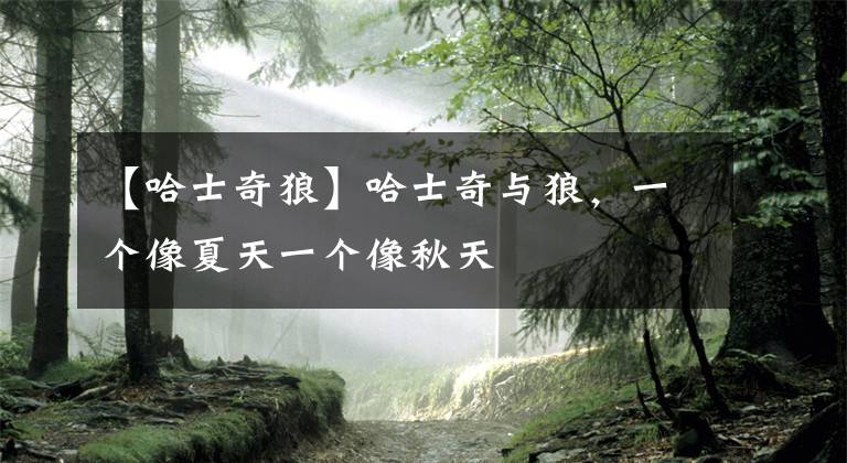 【哈士奇狼】哈士奇与狼，一个像夏天一个像秋天