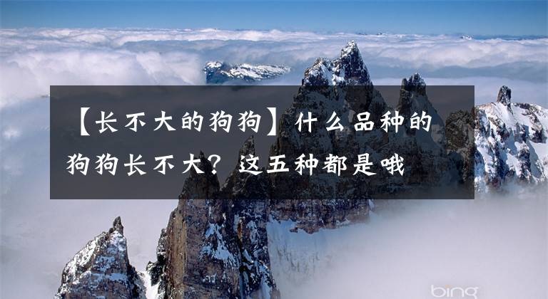 【长不大的狗狗】什么品种的狗狗长不大？这五种都是哦