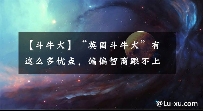 【斗牛犬】“英国斗牛犬”有这么多优点，偏偏智商跟不上