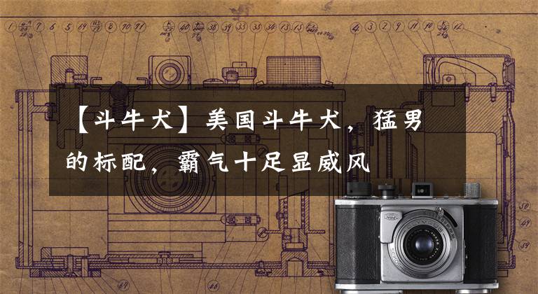 【斗牛犬】美国斗牛犬，猛男的标配，霸气十足显威风