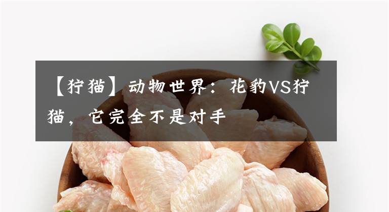 【狞猫】动物世界：花豹VS狞猫，它完全不是对手