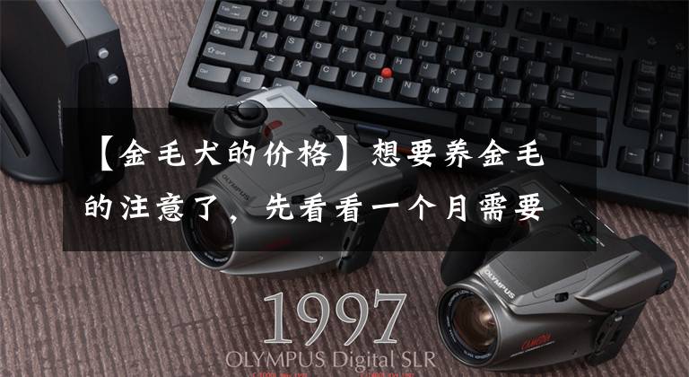 【金毛犬的价格】想要养金毛的注意了，先看看一个月需要花多少钱？