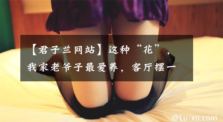 【君子兰网站】这种“花”，我家老爷子最爱养，客厅摆一盆，高贵大气花苞大