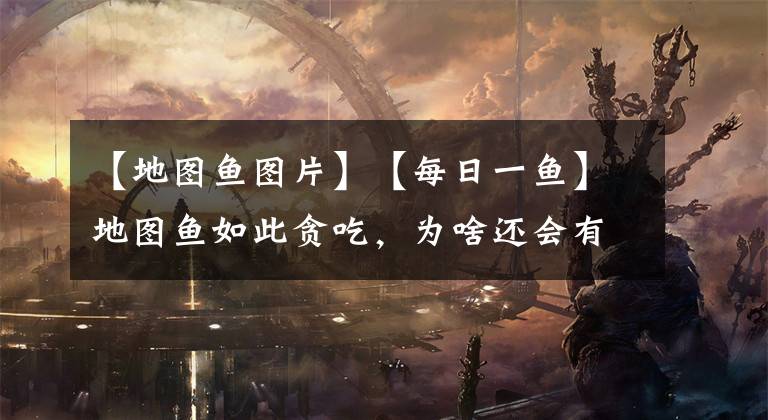 【地图鱼图片】【每日一鱼】地图鱼如此贪吃，为啥还会有人喜欢
