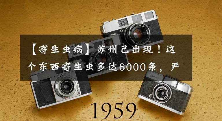 【寄生虫病】苏州已出现！这个东西寄生虫多达6000条，严重可致命