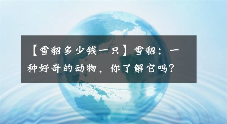 【雪貂多少钱一只】雪貂：一种好奇的动物，你了解它吗？