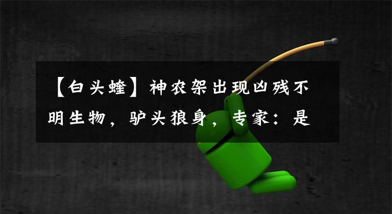 【白头蝰】神农架出现凶残不明生物，驴头狼身，专家：是史前猛兽