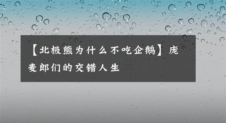 【北极熊为什么不吃企鹅】庞麦郎们的交错人生