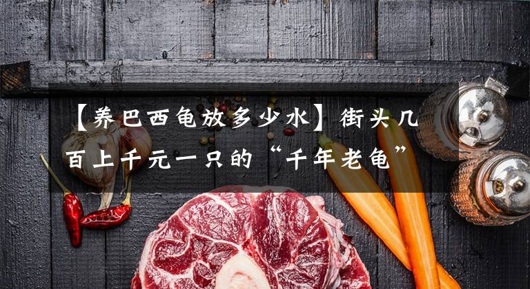 【养巴西龟放多少水】街头几百上千元一只的“千年老龟”，买来放生可能好心办坏事