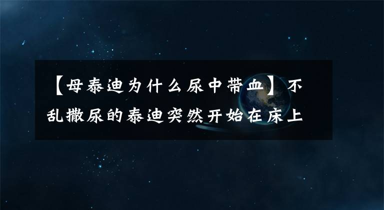 【母泰迪为什么尿中带血】不乱撒尿的泰迪突然开始在床上撒尿，这是怎么回事？
