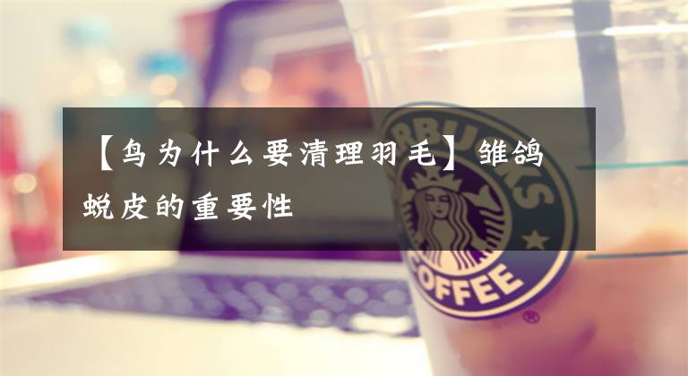 【鸟为什么要清理羽毛】雏鸽蜕皮的重要性