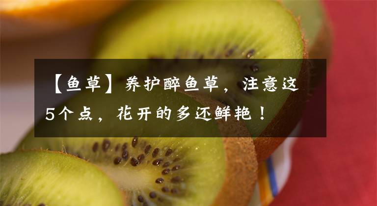【鱼草】养护醉鱼草，注意这5个点，花开的多还鲜艳！