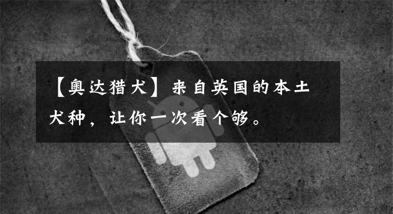 【奥达猎犬】来自英国的本土犬种，让你一次看个够。
