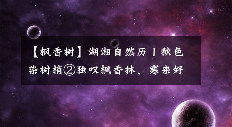 【枫香树】湖湘自然历丨秋色染树梢②独叹枫香林，寒来好颜色