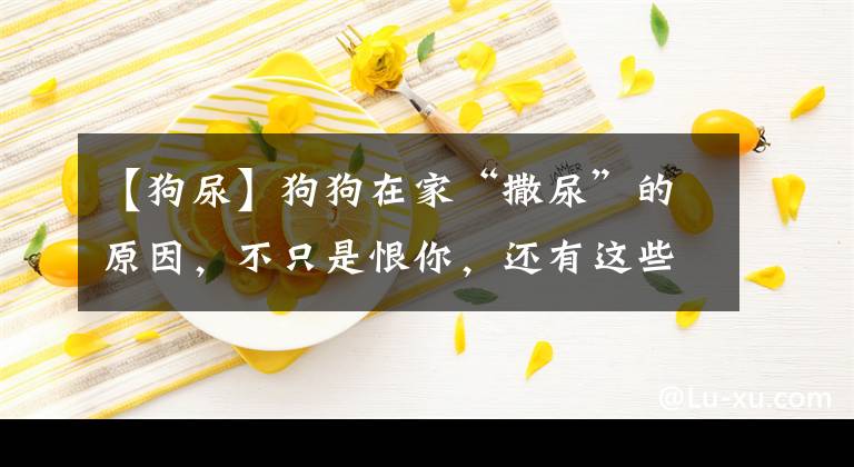 【狗尿】狗狗在家“撒尿”的原因，不只是恨你，还有这些意思