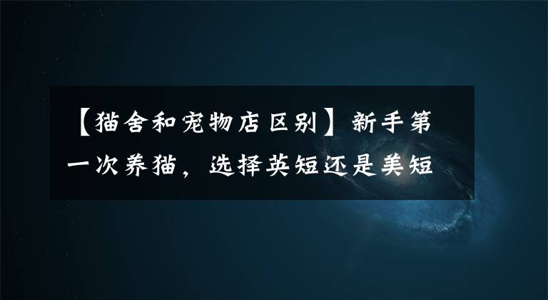 【猫舍和宠物店区别】新手第一次养猫，选择英短还是美短呢？总算搞清楚了