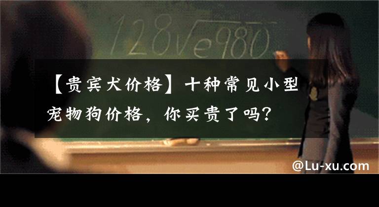 【贵宾犬价格】十种常见小型宠物狗价格，你买贵了吗？