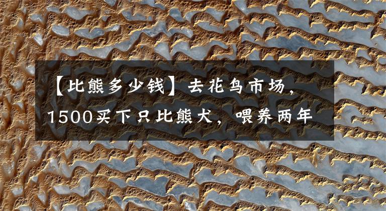 【比熊多少钱】去花鸟市场，1500买下只比熊犬，喂养两年后，噩梦就开始了！